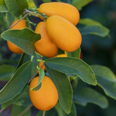 Kumkvat / koktélmandarin Citrus fortunella 'Kumquat'