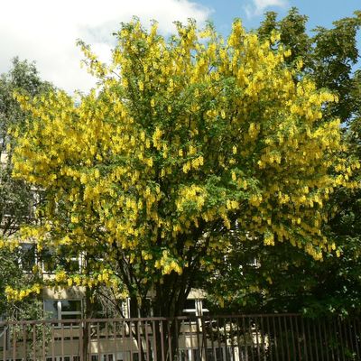 Laburnum anagyroides Aranyeső