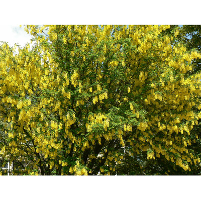 Aranyeső Laburnum anagyroides