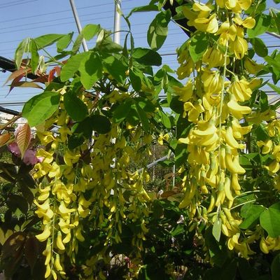 Aranyeső Laburnum anagyroides