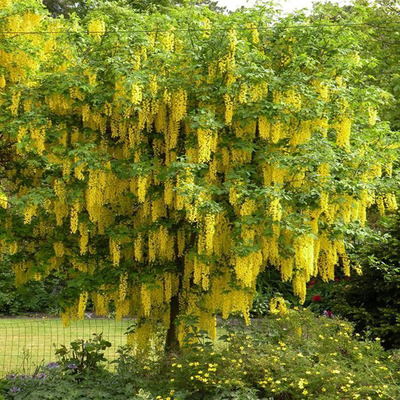Aranyeső Laburnum anagyroides