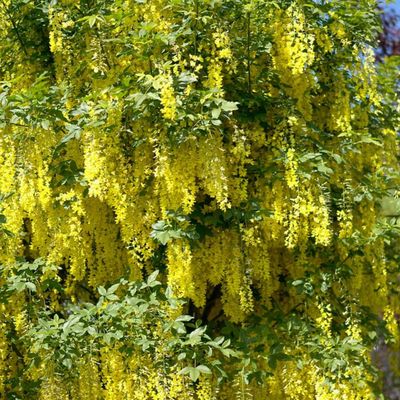 Laburnum watereri 'Vossii' Aranyeső