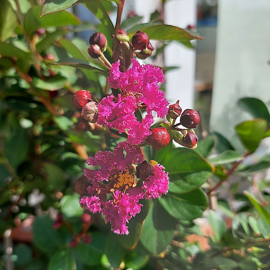Lagerstroemia indica SL's 'Deep Purple' Kínai selyemmirtusz