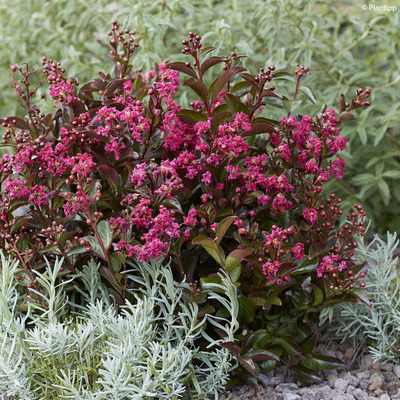 Lagerstroemia indica 'Berry Dazzle' Kínai selyemmirtusz
