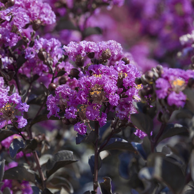 Lagerstroemia indica 'Black Diamond Purely Purple' K&iacute;nai selyemmirtusz