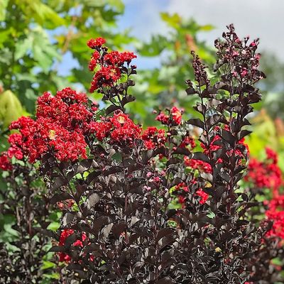 Lagerstroemia indica 'Black Diamond' mix K&iacute;nai selyemmirtusz