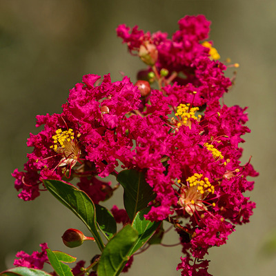 Lagerstroemia indica 'Carolina Beauty' K&iacute;nai selyemmirtusz