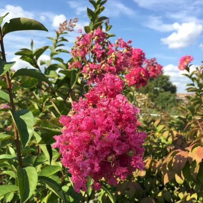 Lagerstroemia indica 'Catawba' K&iacute;nai selyemmirtusz