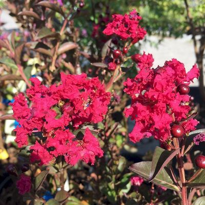 Lagerstroemia indica 'Double Feature' K&iacute;nai selyemmirtusz