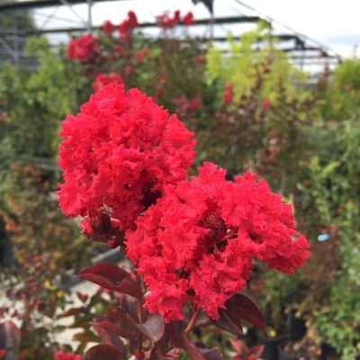 Lagerstroemia indica 'Dynamite' Kínai selyemmirtusz