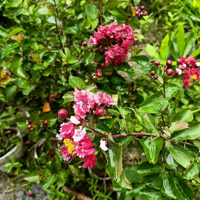 Lagerstroemia indica 'Berlingot Menthe' Kínai selyemmirtusz
