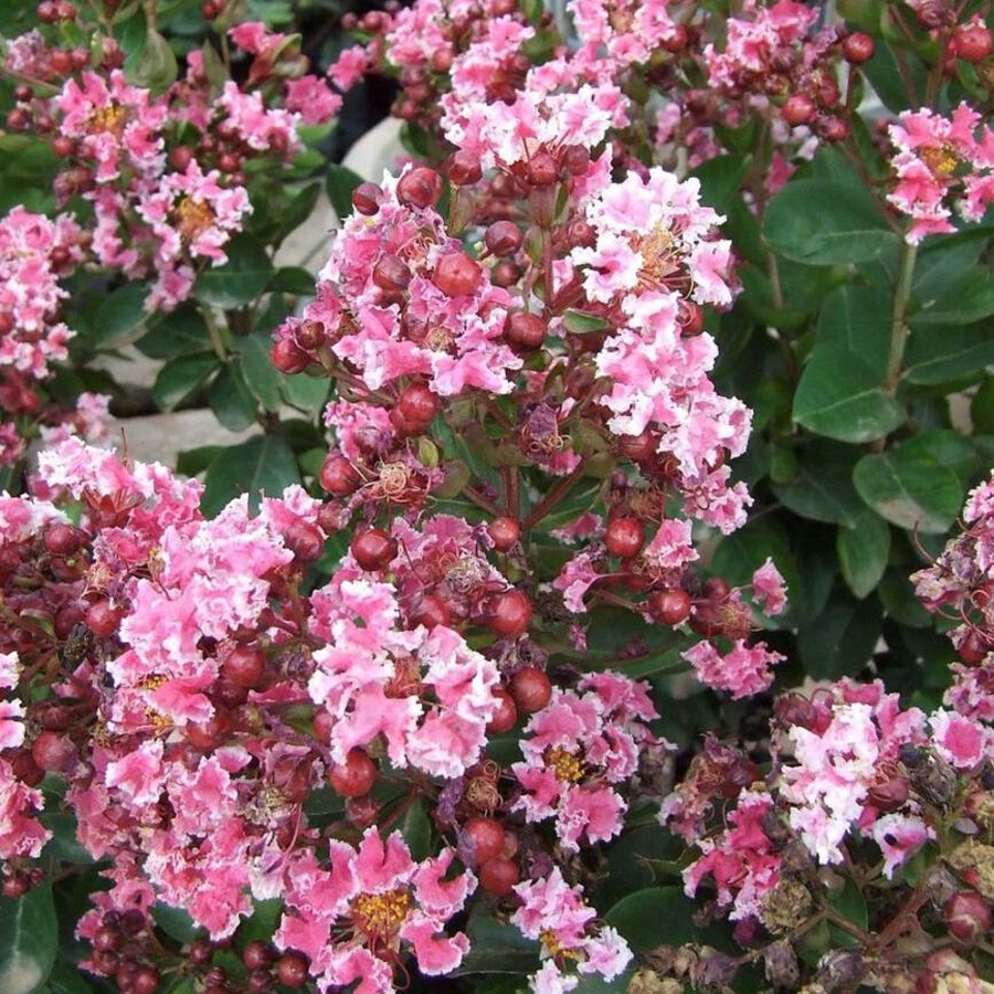 Kínai selyemmirtusz Lagerstroemia indica 'Berlingot Menthe'
