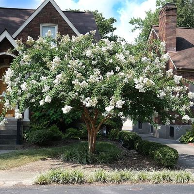 Lagerstroemia indica 'Bianca Grassi' Kínai selyemmirtusz