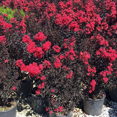 Lagerstroemia indica 'Black DiamondŽ Best Red' K&iacute;nai selyemmirtusz