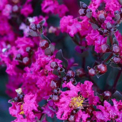 Lagerstroemia indica 'Black Diamond Mystic Magenta' K&iacute;nai selyemmirtusz