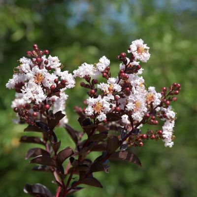 Lagerstroemia indica 'Coconut Sorbet' K&iacute;nai selyemmirtusz