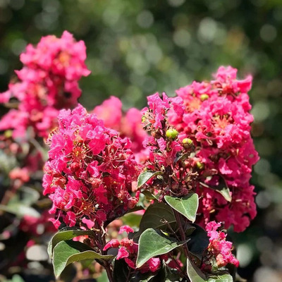 Lagerstroemia indica 'Coral Magic' Kínai selyemmirtusz