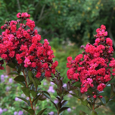 Lagerstroemia indica 'Double Dynamite' K&iacute;nai selyemmirtusz