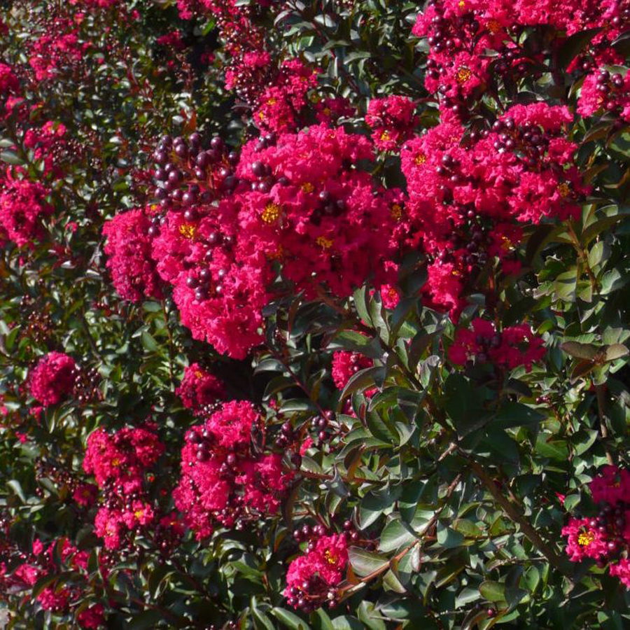 Kínai selyemmirtusz Lagerstroemia indica 'Double Feature'