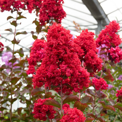 Lagerstroemia indica 'Durant Red' Kínai selyemmirtusz