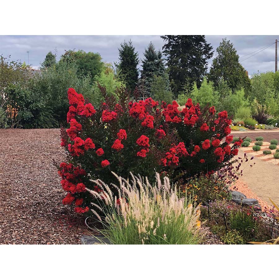 Lagerstroemia indica 'Enduring Red' T&ouml;rpe k&iacute;nai selyemmirtusz