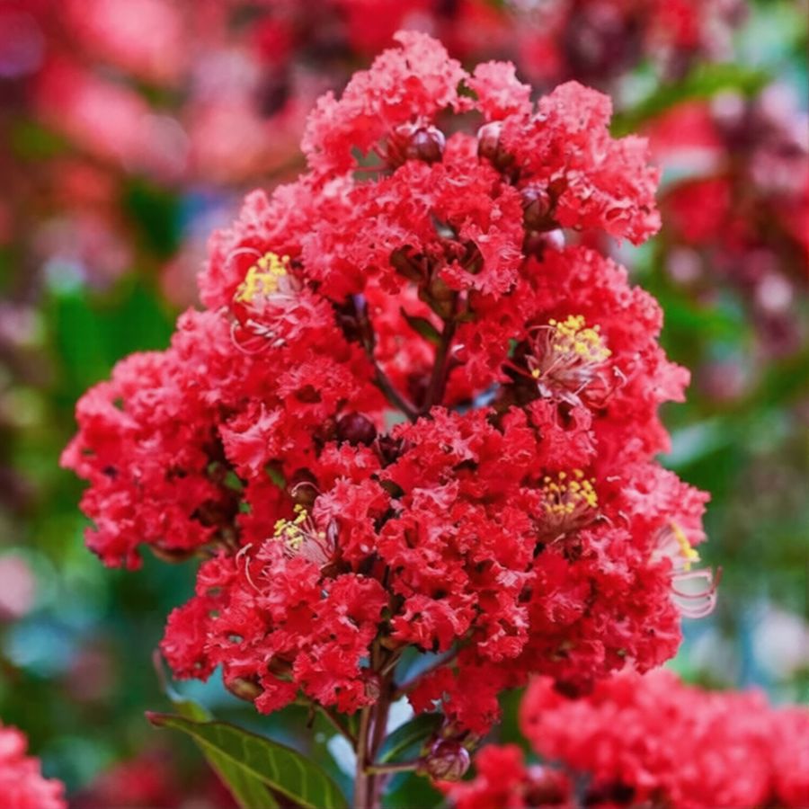 T&ouml;rpe k&iacute;nai selyemmirtusz Lagerstroemia indica 'Enduring Red'