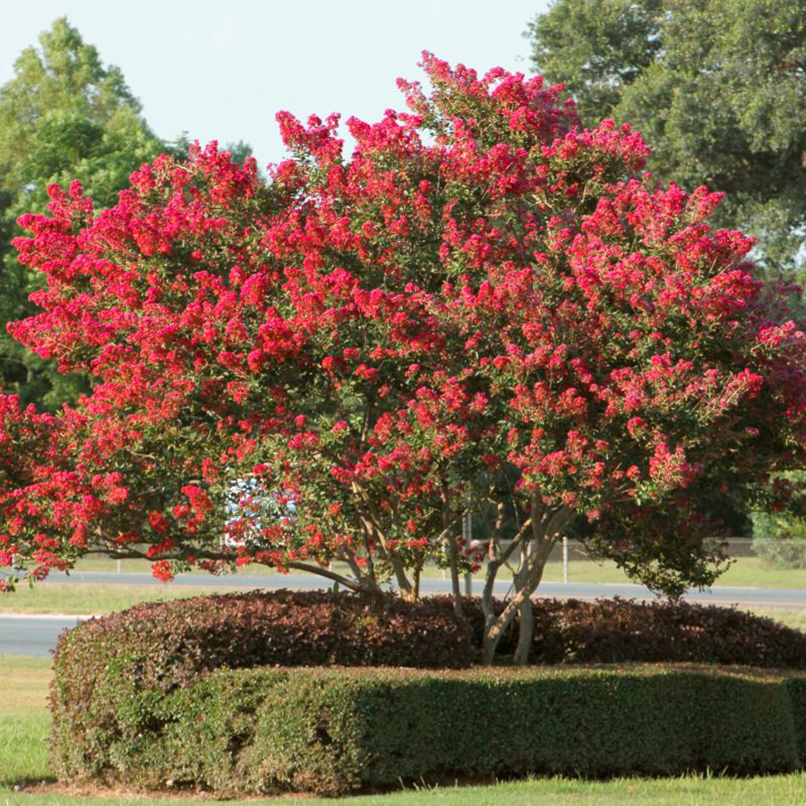 T&ouml;rpe k&iacute;nai selyemmirtusz Lagerstroemia indica 'Enduring Red'