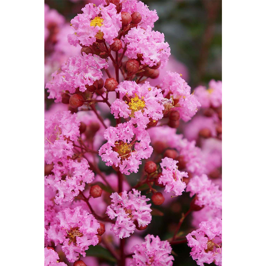 Lagerstroemia indica 'Eveline' K&iacute;nai selyemmirtusz