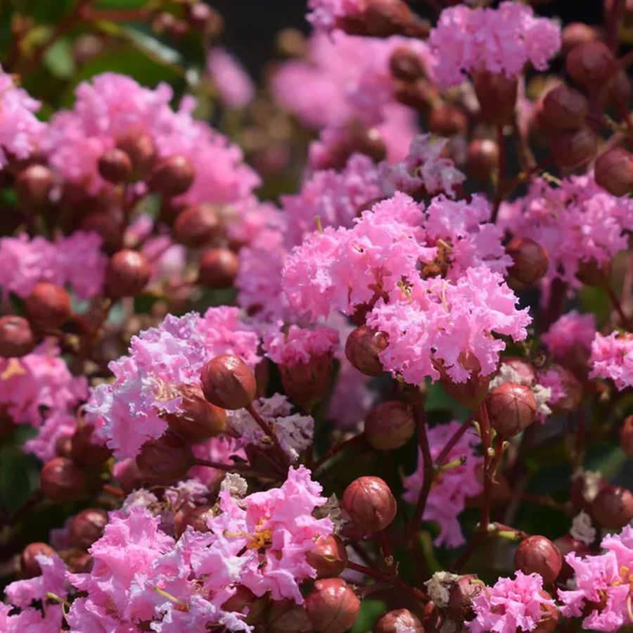 K&iacute;nai selyemmirtusz Lagerstroemia indica 'Eveline'