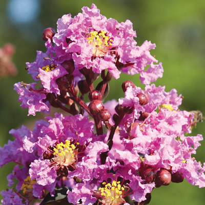 Lagerstroemia indica 'Lavander Lace' K&iacute;nai selyemmirtusz