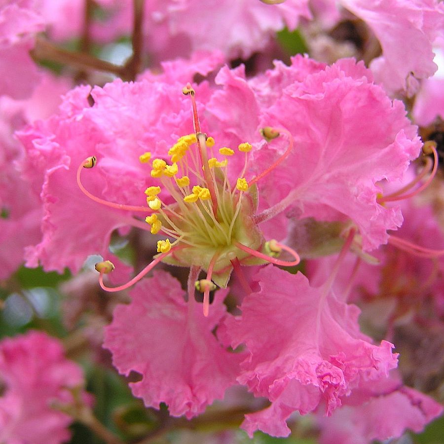 K&iacute;nai selyemmirtusz Lagerstroemia indica 'Pink Velour'