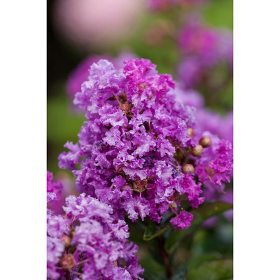Lagerstroemia indica 'Purple Magic' K&iacute;nai selyemmirtusz