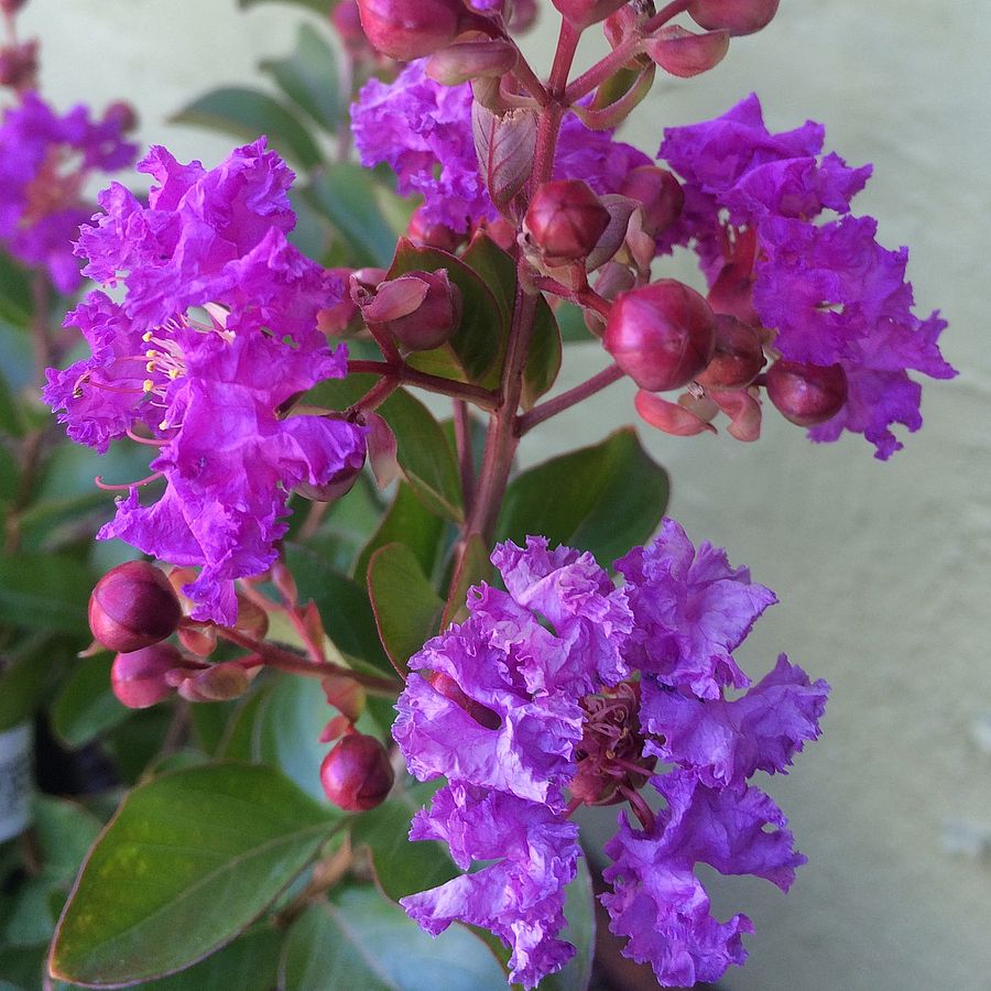 K&iacute;nai selyemmirtusz Lagerstroemia indica 'Purple Magic'