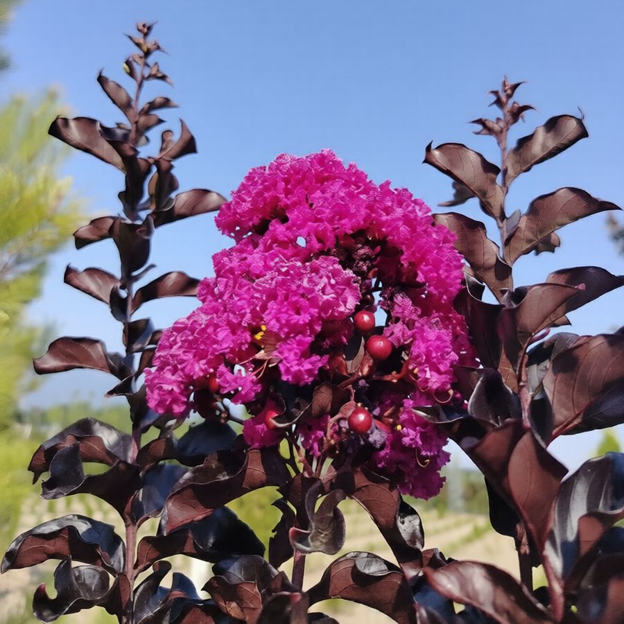 Lagerstroemia indica 'Raspberry Sorbet' K&iacute;nai selyemmirtusz