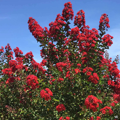 Lagerstroemia indica 'Red Rocket' K&iacute;nai selyemmirtusz