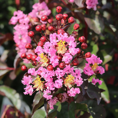 Lagerstroemia indica 'Rhapsody in Pink' Kínai selyemmirtusz