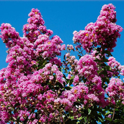 Lagerstroemia indica 'Rosea' K&iacute;nai selyemmirtusz