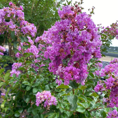 Lagerstroemia indica 'Viola' Kínai selyemmirtusz