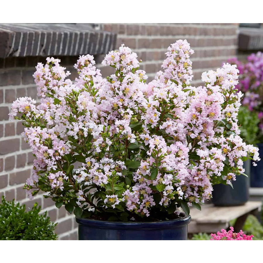 Lagerstroemia indica 'With Love Babe' T&ouml;rpe k&iacute;nai selyemmirtusz