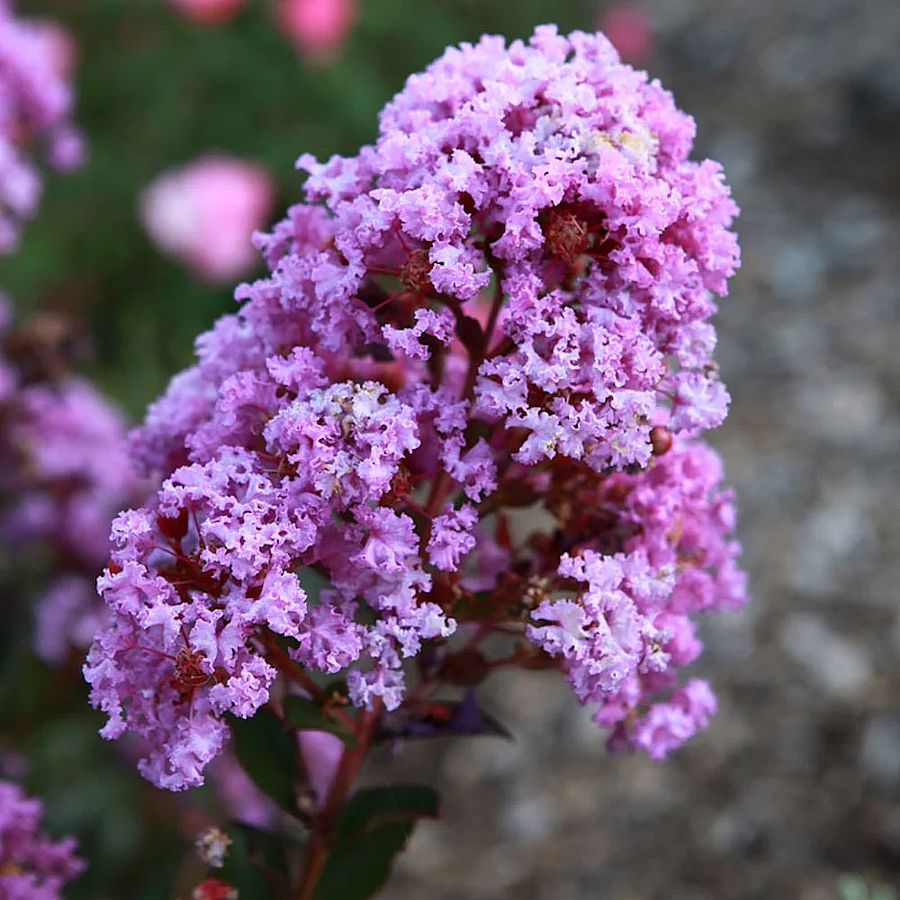 Lagerstroemia indica 'With Love Eternal' Törpe kínai selyemmirtusz