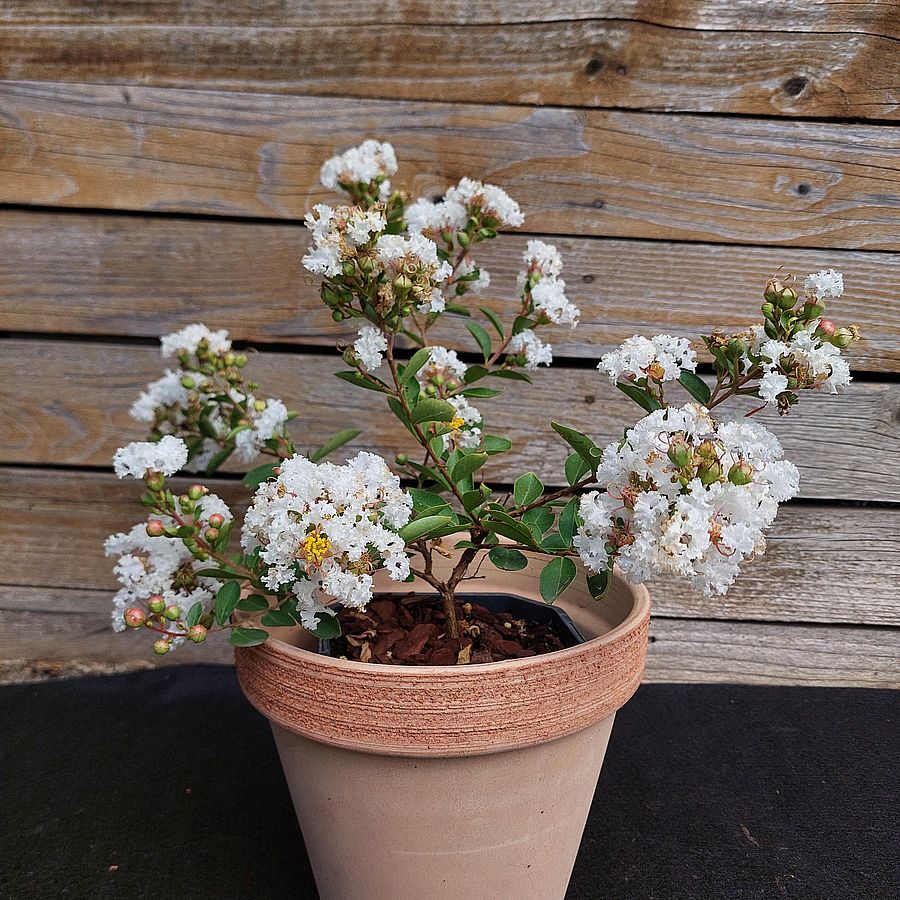 Lagerstroemia indica 'With Love Virgin' Törpe kínai selyemmirtusz