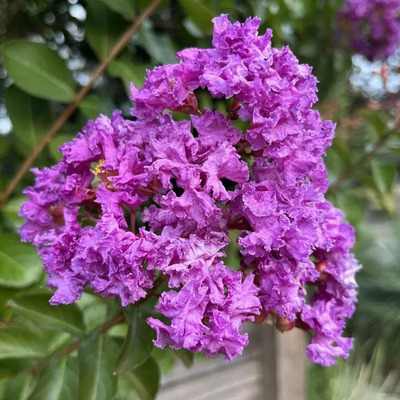 Lagerstroemia indica Kínai selyemmirtusz