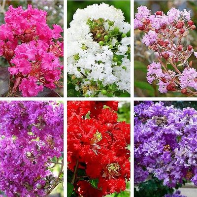 Lagerstroemia mix Kínai selyemmirtusz