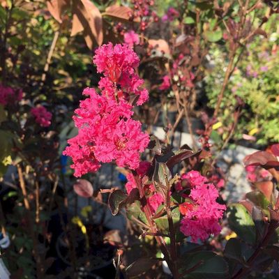 Lagerstroemia indica 'Pink Velour' K&iacute;nai selyemmirtusz