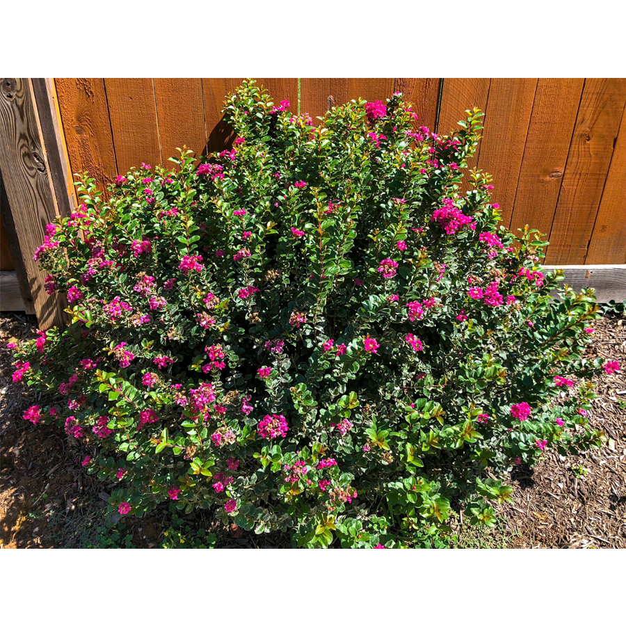 Lagerstroemia 'Pocomoke' T&ouml;rpe k&iacute;nai selyemmirtusz