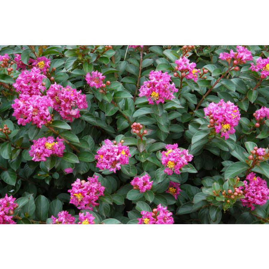 T&ouml;rpe k&iacute;nai selyemmirtusz Lagerstroemia 'Pocomoke'