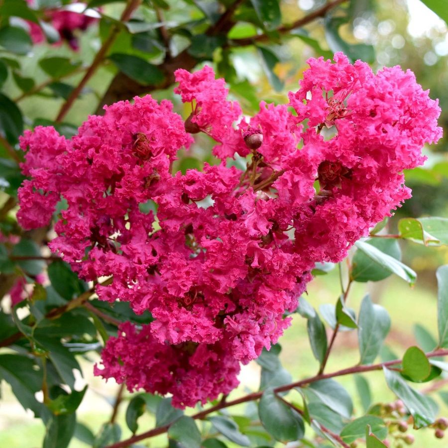 T&ouml;rpe k&iacute;nai selyemmirtusz Lagerstroemia 'Pocomoke'