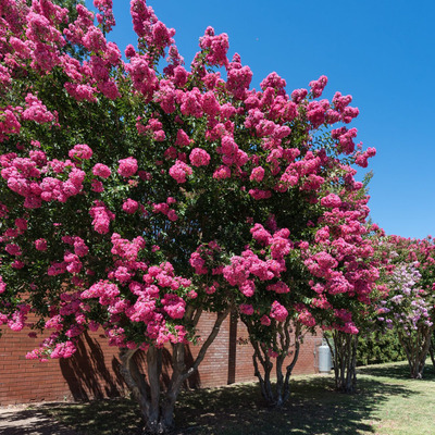 Lagerstroemia x 'Comanche Hibrid selyemmirtusz