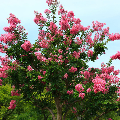 Lagerstroemia x 'Hopi' Hibrid selyemmirtusz