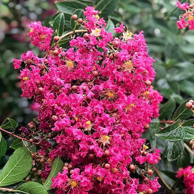 Lagerstroemia x 'Tonto' Hibrid selyemmirtusz